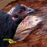 Le picage chez les poules : causes, précautions, solutions