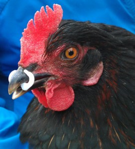 Le picage chez les poules : causes, précautions, solutions