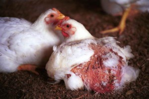 Le picage chez les poules : causes, précautions, solutions