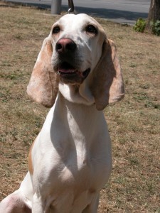 Le Porcelaine, Briquet français ou chien de Franche Comté (standard, caractère, éducation)