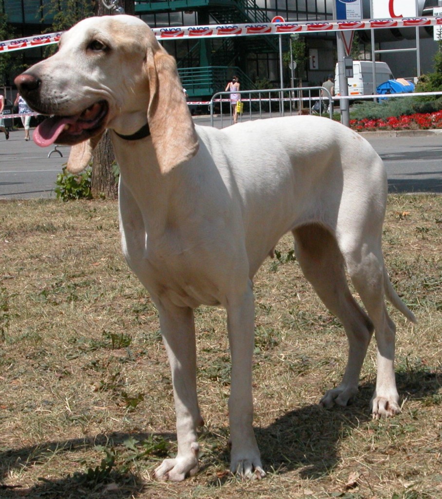 Le Porcelaine, Briquet français ou chien de Franche Comté (standard, caractère, éducation)