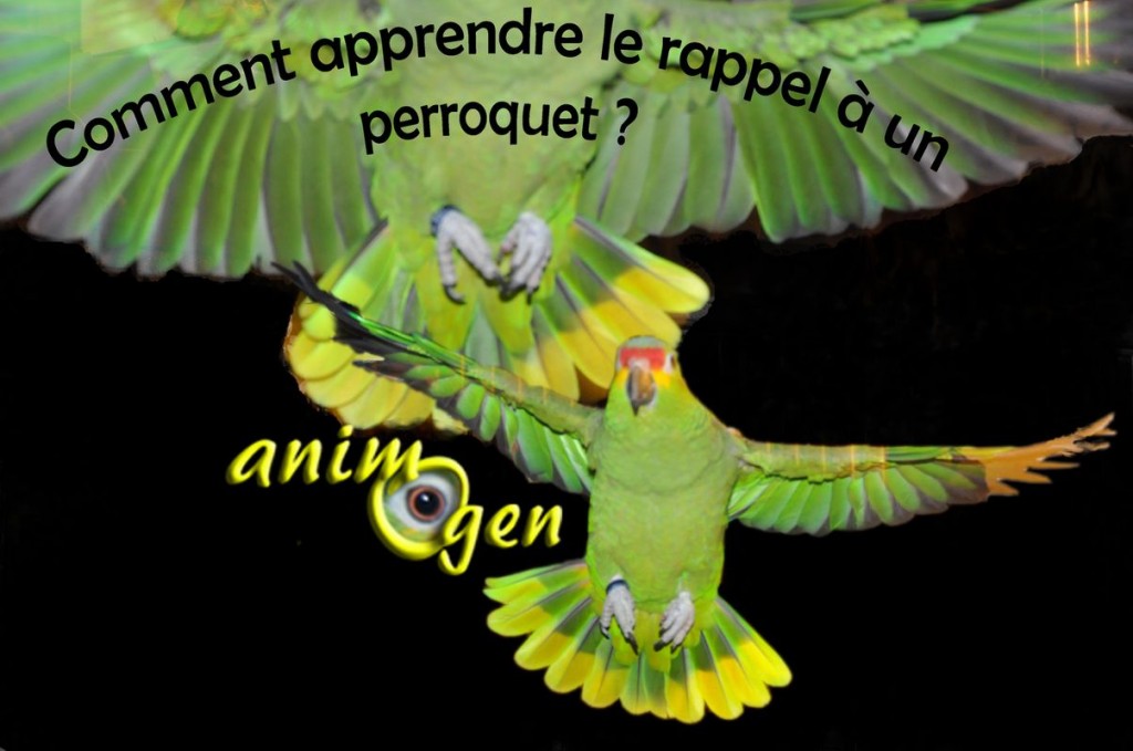 Le rappel, ou comment apprendre à un perroquet à revenir vers son maître en volant