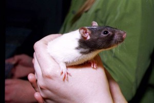 Education : comment apprivoiser un rat de compagnie ?