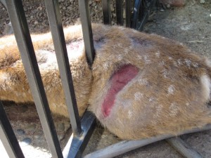 Santé : cassure et fracture des os chez les lapins de compagnie