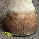 Maladie du pied chez le cheval : la seime (cause, prévention, traitement)