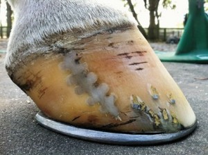 Maladie du pied chez le cheval : la seime (cause, prévention, traitement)