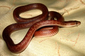 Lamprophis fulginosus, le serpent brun ou serpent africain des maisons