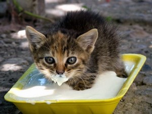 A quel âge les chatons peuvent-ils commencer à consommer des aliments solides ?