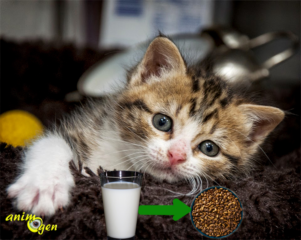 A quel âge les chatons peuvent-ils commencer à consommer des aliments solides ?