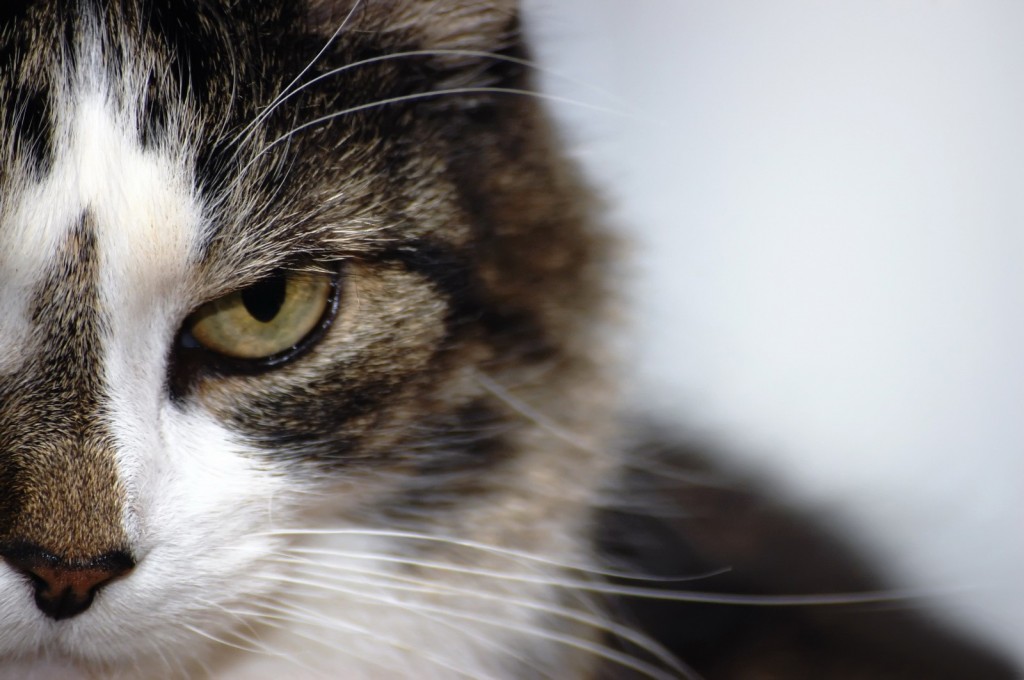 Le syndrome tyran-victime chez le chat (causes, symptômes, solutions)