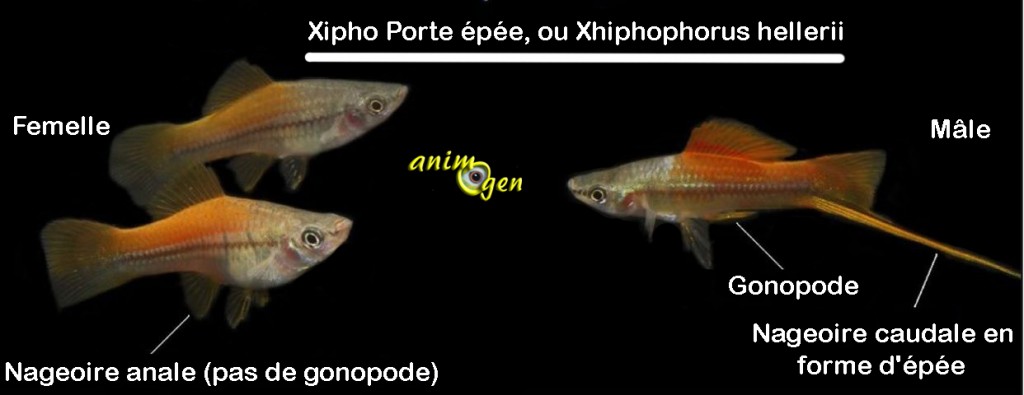 Le Xipho, porte épée, Xiphophore, ou Xiphophorus hellerii