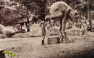 Du zoo de Vincennes au Parc zoologique de Paris, un glissement de perspective