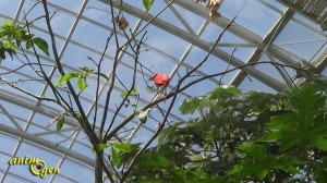 Du zoo de Vincennes au Parc zoologique de Paris, un glissement de perspective