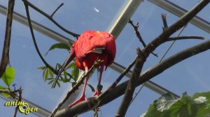 Du zoo de Vincennes au Parc zoologique de Paris, un glissement de perspective