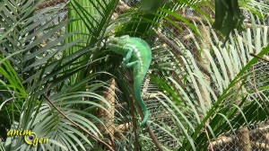 Du zoo de Vincennes au Parc zoologique de Paris, un glissement de perspective