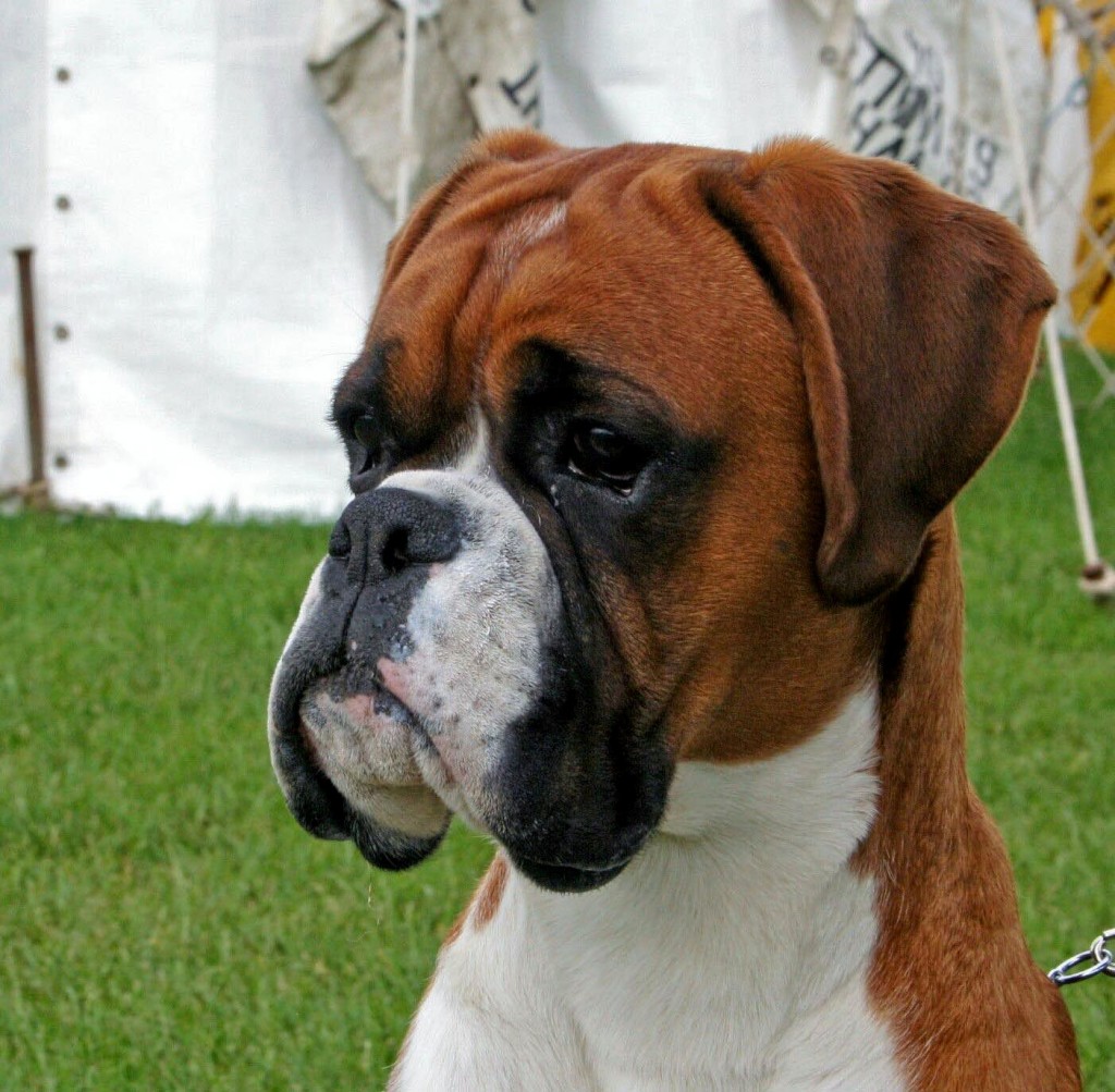 Le Boxer, un chien dans tous ses états