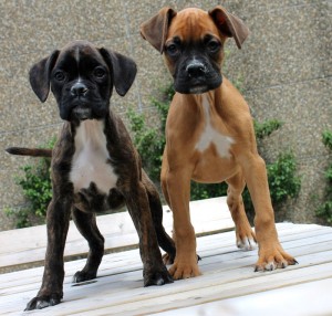 Le Boxer, un chien dans tous ses états