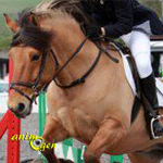 Le Henson, doux cheval de la Baie de Somme