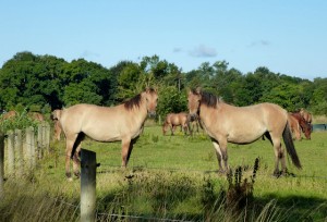 Le Henson, doux cheval de la Baie de Somme