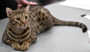 L'Ocicat, un chat à la robe sauvage