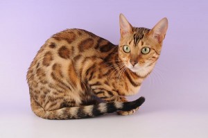 L'Ocicat, un chat à la robe sauvage