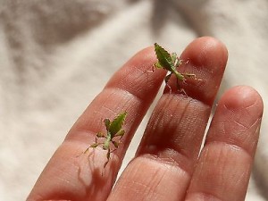 Le phasme feuille des Philippines, ou Phyllium philippinicus