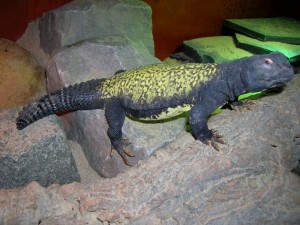 L'Uromastyx en captivité (particularités, maintenance, comportement)