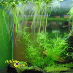 Les algues dans un aquarium d'eau douce (type, développement,élimination)
