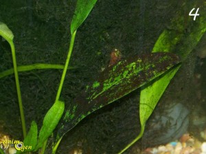 Les algues dans un aquarium d'eau douce (type, développement,élimination)