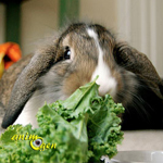 Aliments frais comestibles pour les lapins (légumes, fruits, plantes, aromates, feuillages)