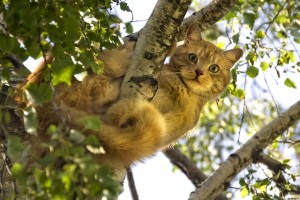 Pourquoi les chats restent-ils coincés dans les arbres et comment les faire descendre ?