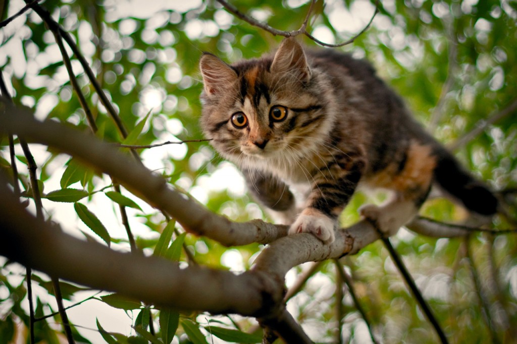 Pourquoi les chats restent-ils coincés dans les arbres et comment les faire descendre ?