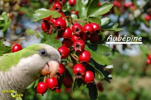 Alimentation : baies d'automne comestibles pour nos perroquets