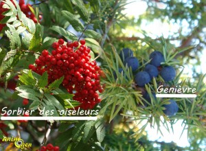 Alimentation : baies d'automne comestibles pour nos perroquets