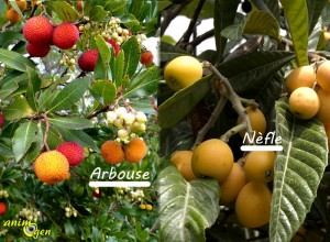 Alimentation : baies d'automne comestibles pour nos perroquets