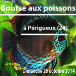 Bourse aux Poissons à Périgueux (24), le dimanche 26 octobre 2014