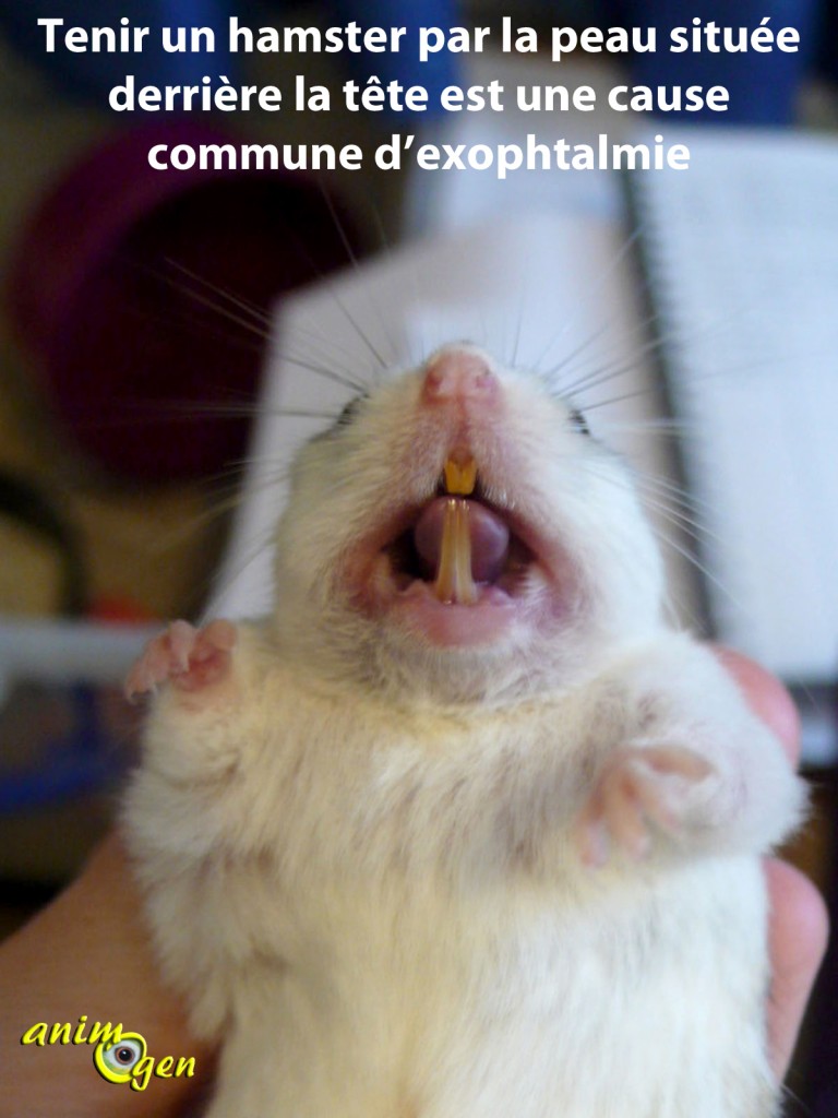 Santé : l’exophtalmie chez le hamster (causes, symptômes, traitement, prévention)