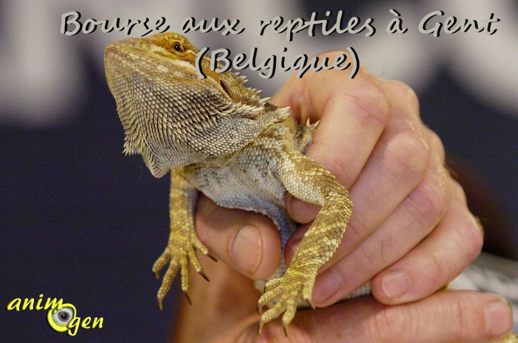 Bourse aux reptiles à Gent (Belgique), le dimanche19 octobre 2014