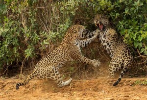 Le jaguar, grand félin des forêts tropicales