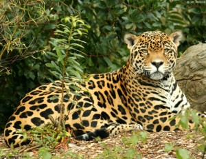Le jaguar, grand félin des forêts tropicales