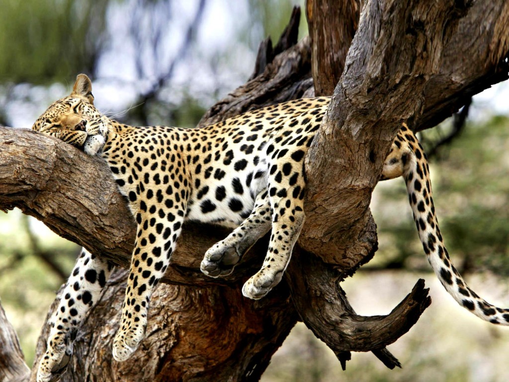 Le jaguar, grand félin des forêts tropicales