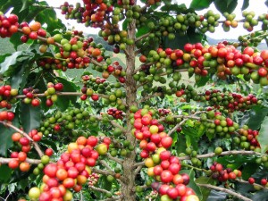 Le bois de Java pour les perroquets