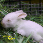 Reproduction et gestation des lapins