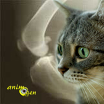 Santé : rupture des ligaments chez le chat (causes, diagnostic, traitement)