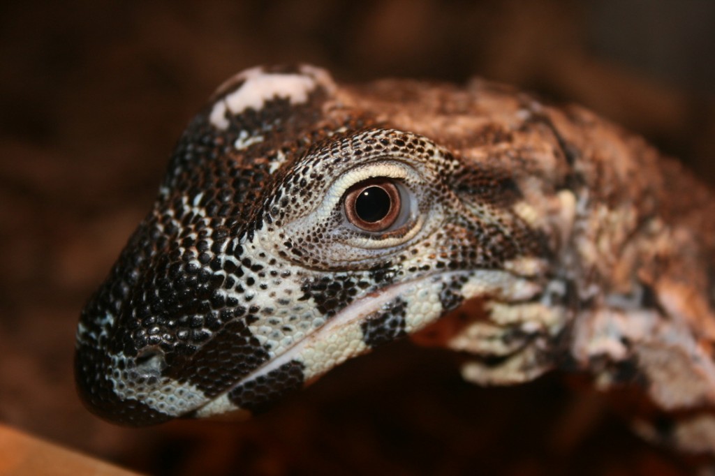 Santé : la maladie métabolique des os chez les reptiles (causes, symptômes, traitement, prévention)