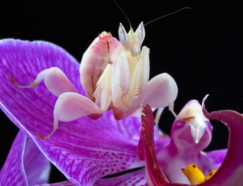 La mante orchidée, ou Hymenopus coronatus, insecte fleur parmi les fleurs