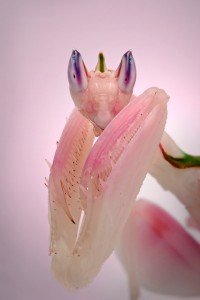 La mante orchidée, ou Hymenopus coronatus, insecte fleur parmi les fleurs