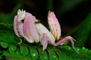 La mante orchidée, ou Hymenopus coronatus, insecte fleur parmi les fleurs