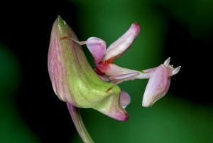 La mante orchidée, ou Hymenopus coronatus, insecte fleur parmi les fleurs