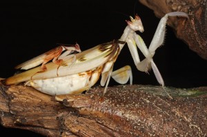 La mante orchidée, ou Hymenopus coronatus, insecte fleur parmi les fleurs